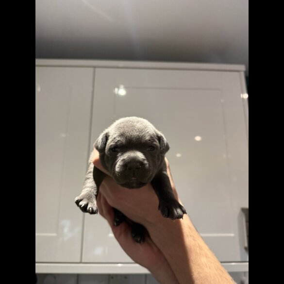 Staffordshire Bull Terrier