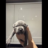 Staffordshire Bull Terrier