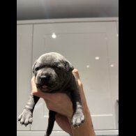 Staffordshire Bull Terrier