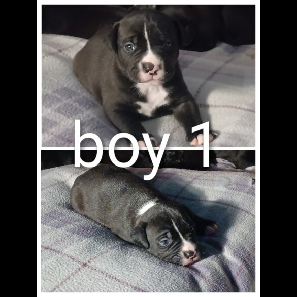 Staffordshire Bull Terrier