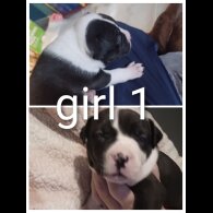 Staffordshire Bull Terrier