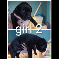 Staffordshire Bull Terrier