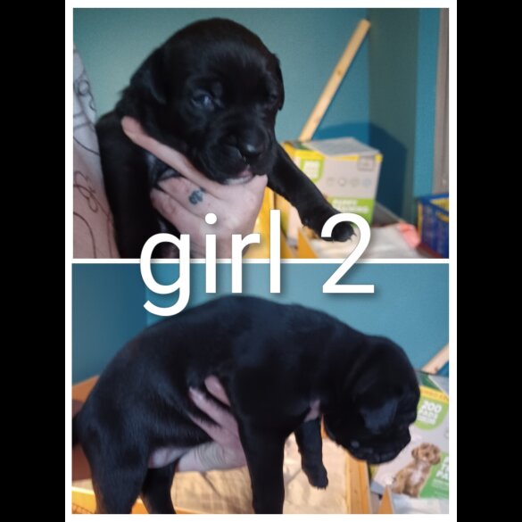 Staffordshire Bull Terrier