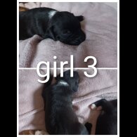 Staffordshire Bull Terrier