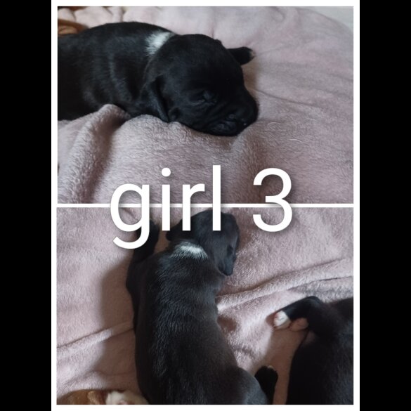 Staffordshire Bull Terrier