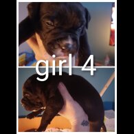 Staffordshire Bull Terrier