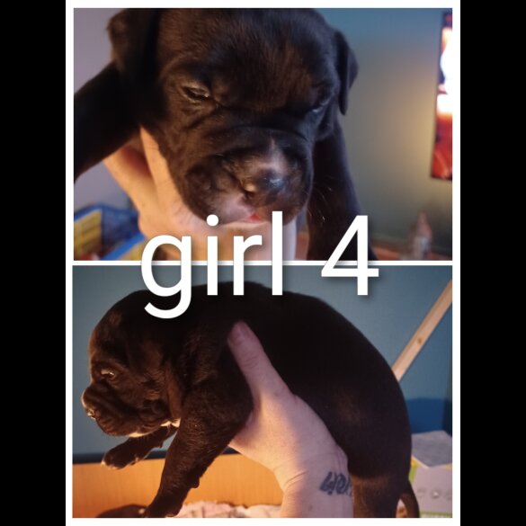 Staffordshire Bull Terrier