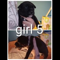 Staffordshire Bull Terrier