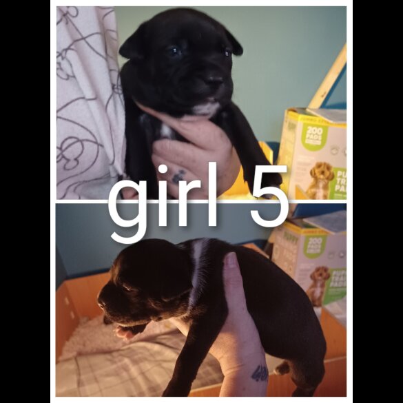 Staffordshire Bull Terrier