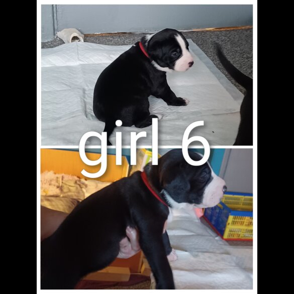 Staffordshire Bull Terrier