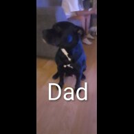 Staffordshire Bull Terrier