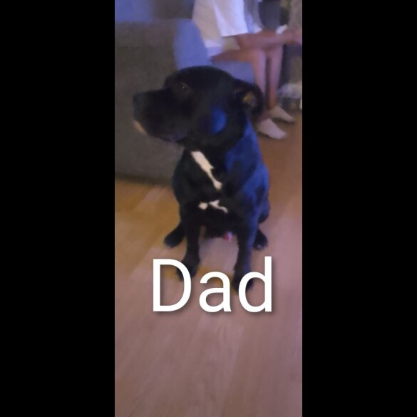 Staffordshire Bull Terrier