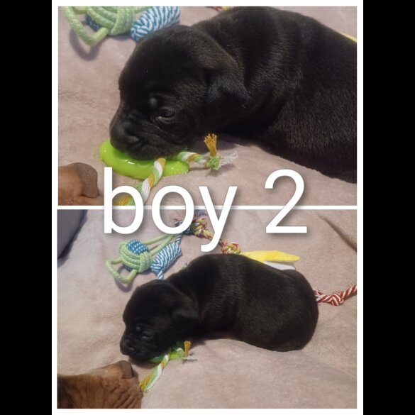 Staffordshire Bull Terrier