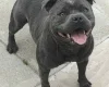 Staffordshire Bull Terrier