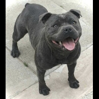 Staffordshire Bull Terrier