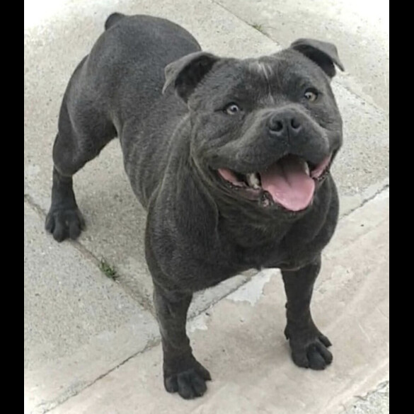 Staffordshire Bull Terrier