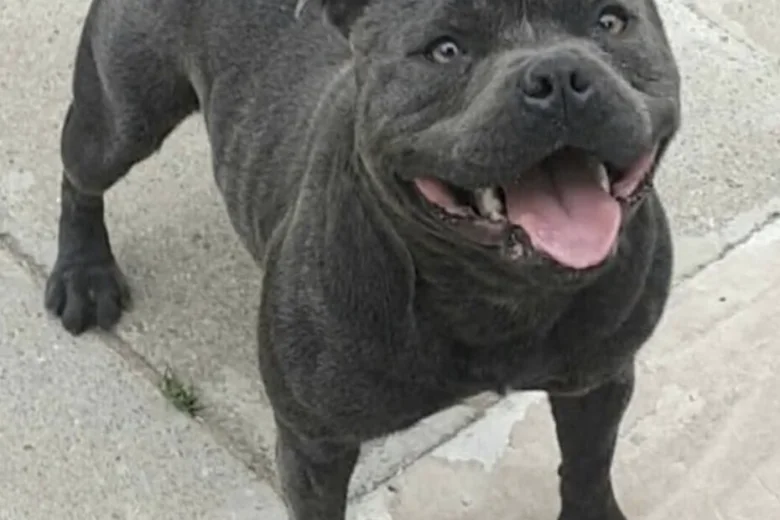 Staffordshire Bull Terrier