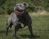 Staffordshire Bull Terrier
