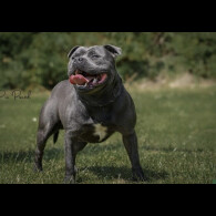 Staffordshire Bull Terrier