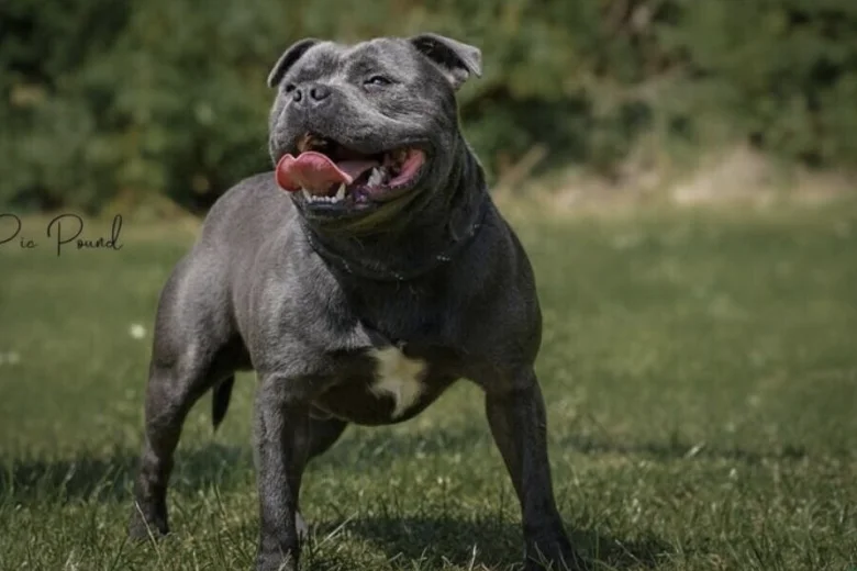 Staffordshire Bull Terrier