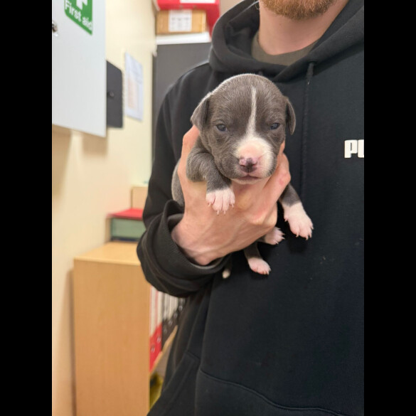 Staffordshire Bull Terrier