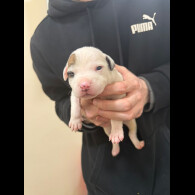 Staffordshire Bull Terrier