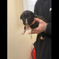 Staffordshire Bull Terrier