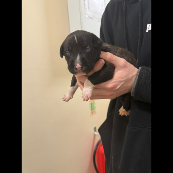 Staffordshire Bull Terrier