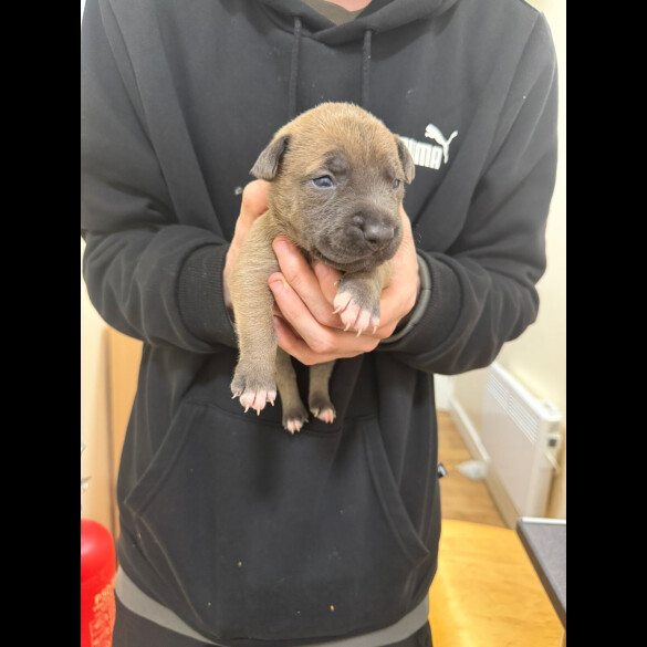 Staffordshire Bull Terrier