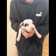 Staffordshire Bull Terrier