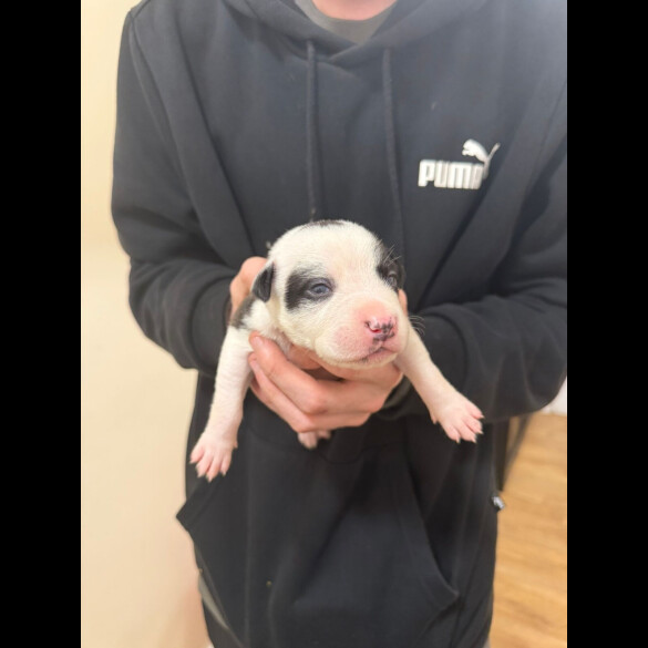 Staffordshire Bull Terrier