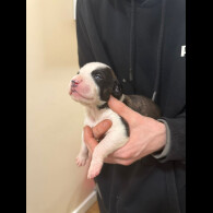 Staffordshire Bull Terrier