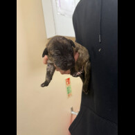 Staffordshire Bull Terrier