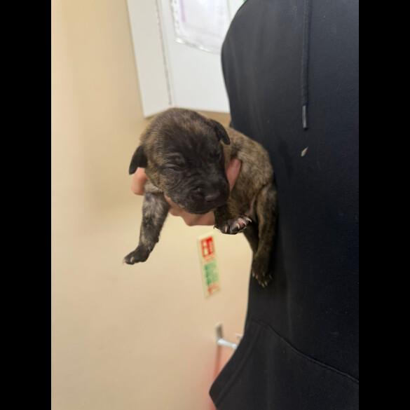 Staffordshire Bull Terrier