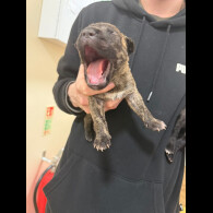 Staffordshire Bull Terrier