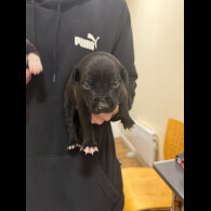 Staffordshire Bull Terrier