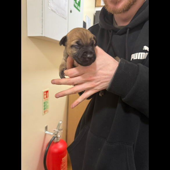 Staffordshire Bull Terrier