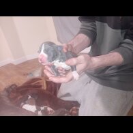 Staffordshire Bull Terrier