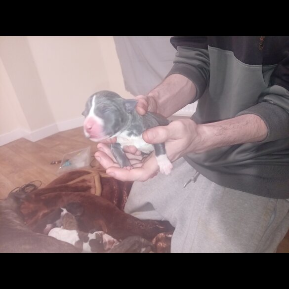 Staffordshire Bull Terrier