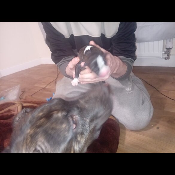 Staffordshire Bull Terrier