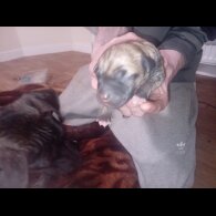 Staffordshire Bull Terrier