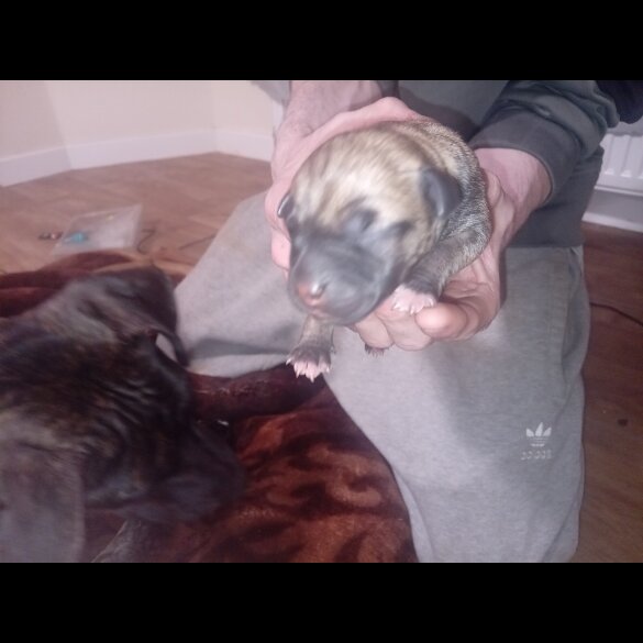 Staffordshire Bull Terrier