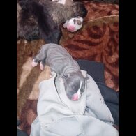 Staffordshire Bull Terrier