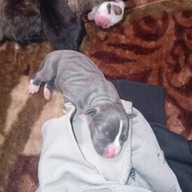 Staffordshire Bull Terrier