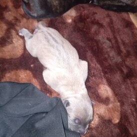 Staffordshire Bull Terrier