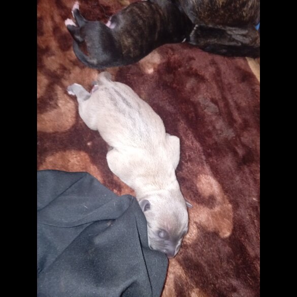 Staffordshire Bull Terrier