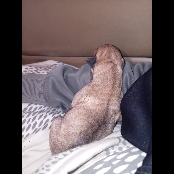 Staffordshire Bull Terrier