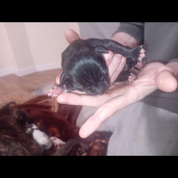 Staffordshire Bull Terrier