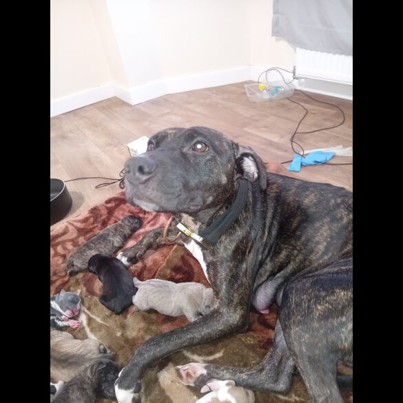 Staffordshire Bull Terrier