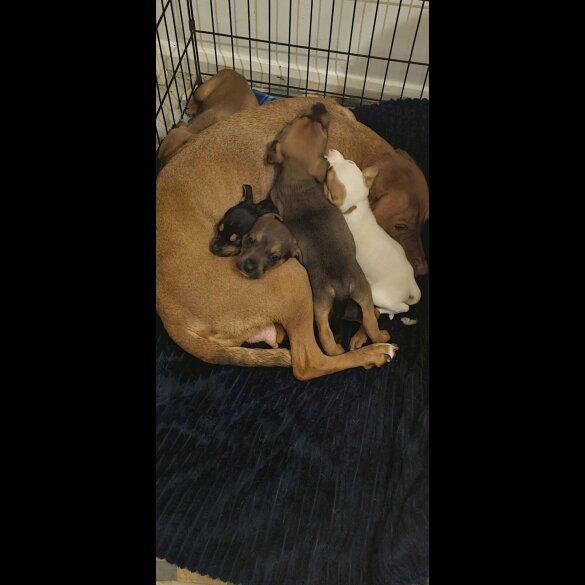 Staffordshire Bull Terrier